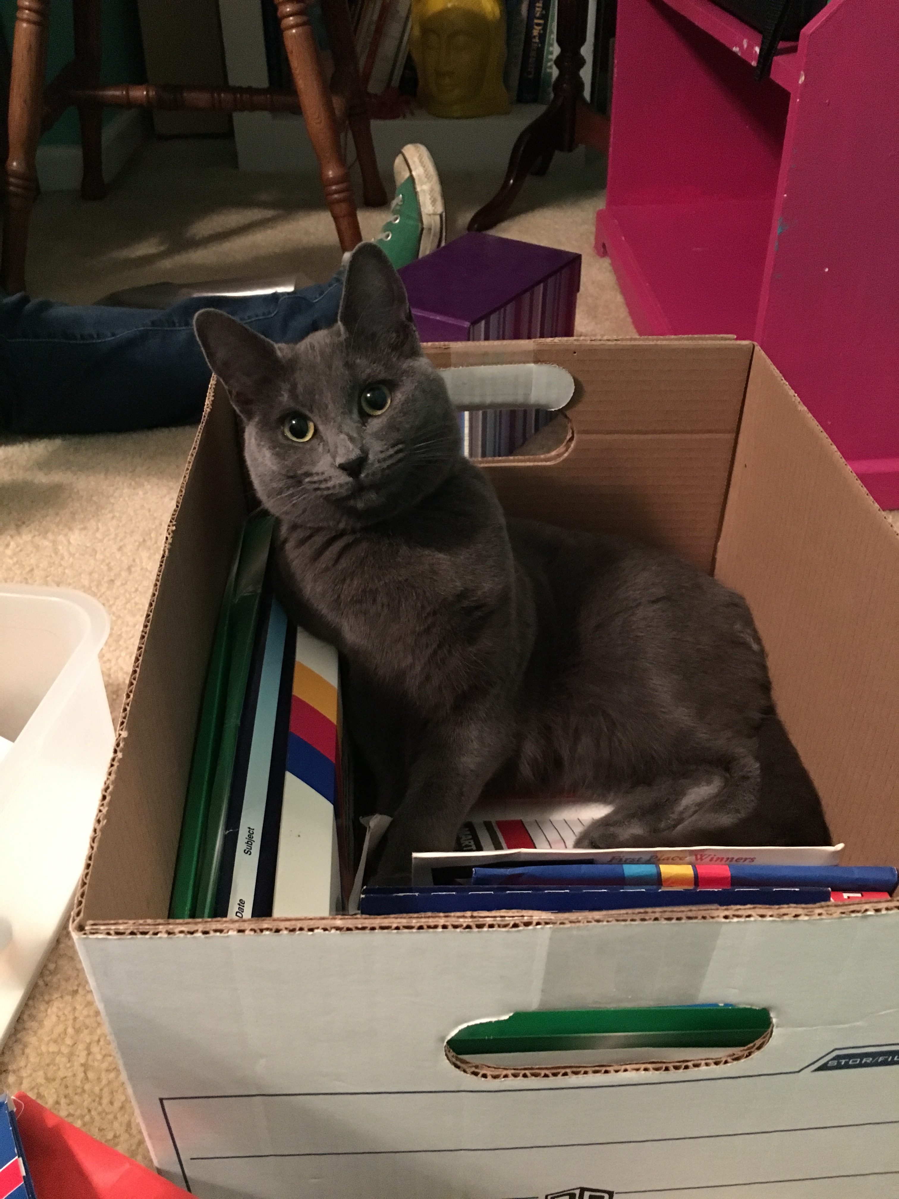 curious kitten. Muffin wouldn't let me get any pictures this trip.