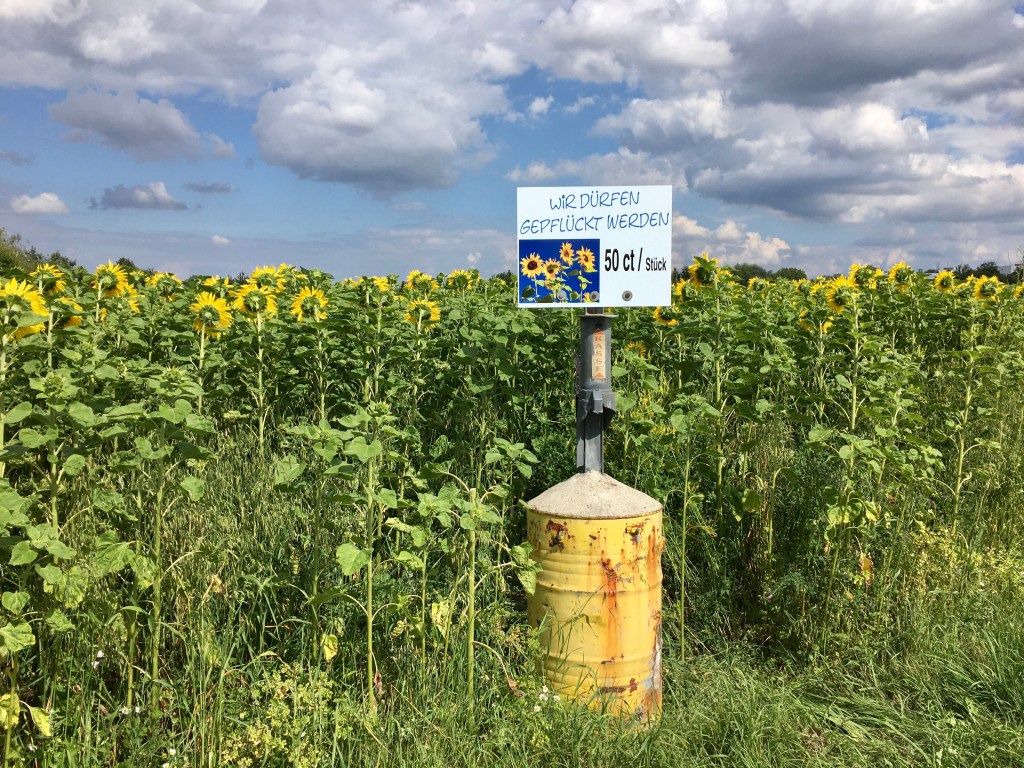 Self picking sunflower field.