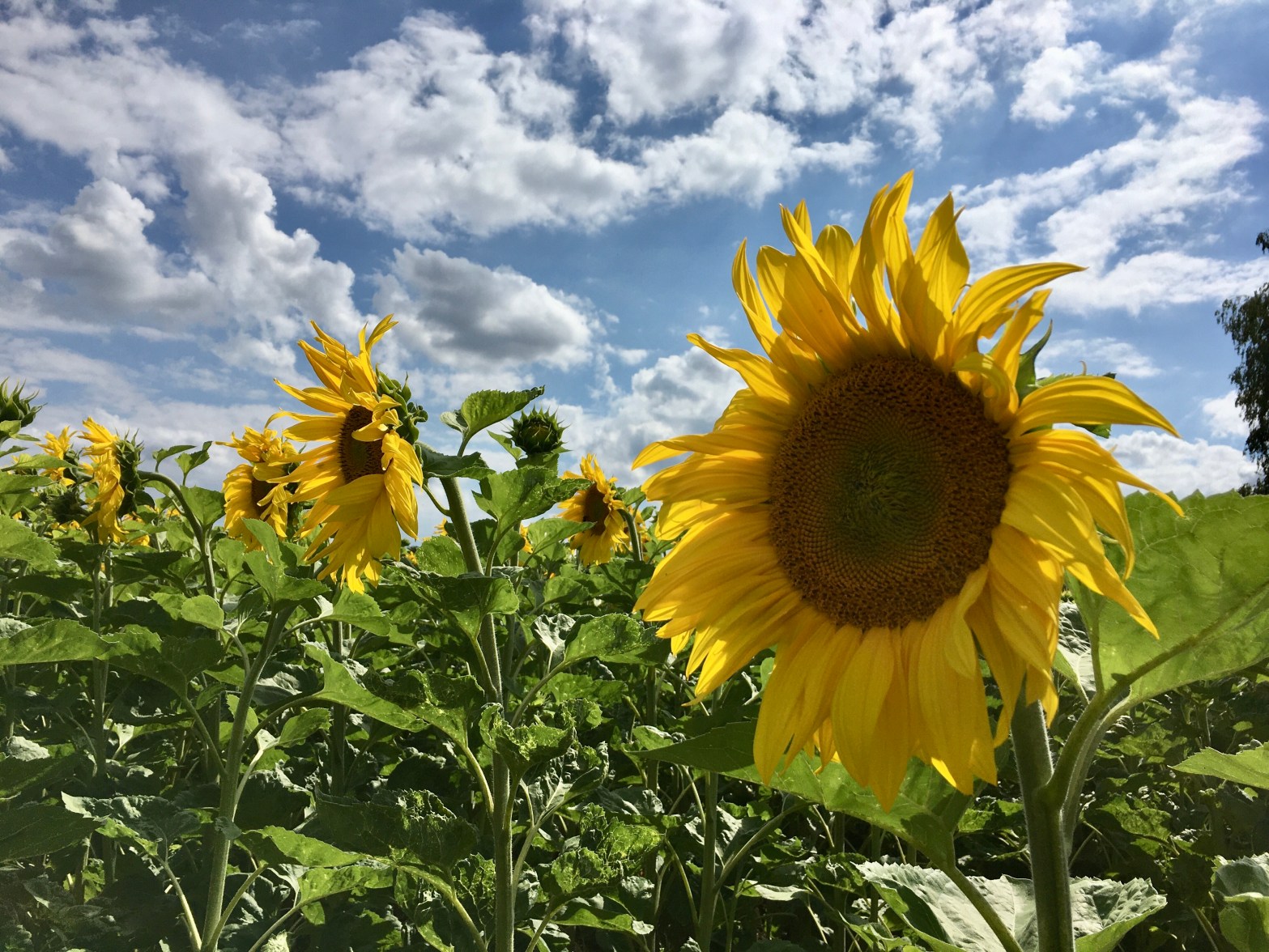 A picture of a large sunflower.